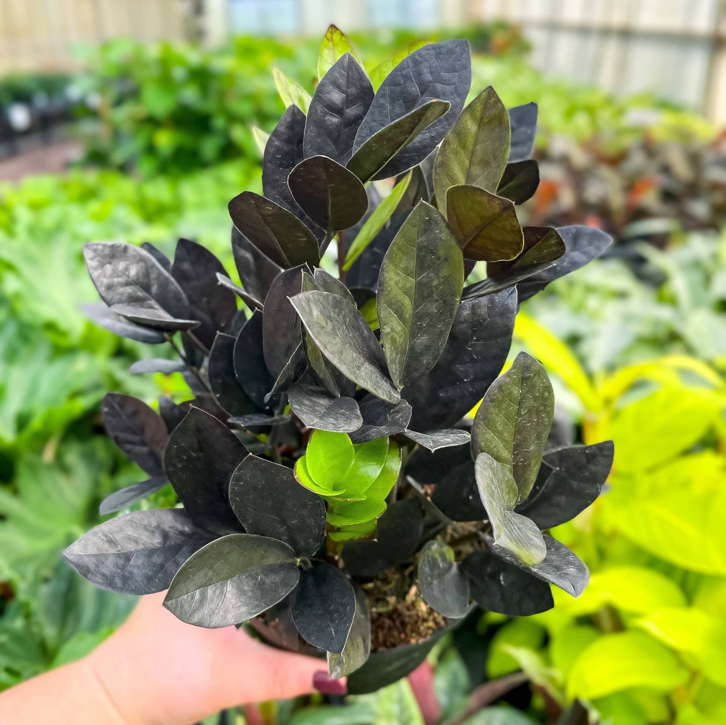 Black Raven ZZ Plant - Live Plant