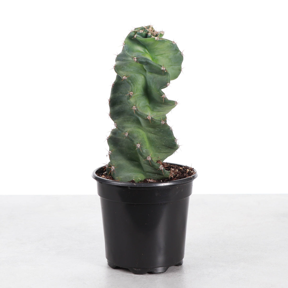 Spiral Cactus - 4" Live Plant