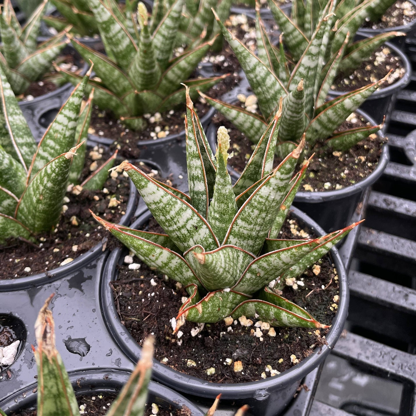 Table Mountain Snake Plant - 3.5" Live Plant