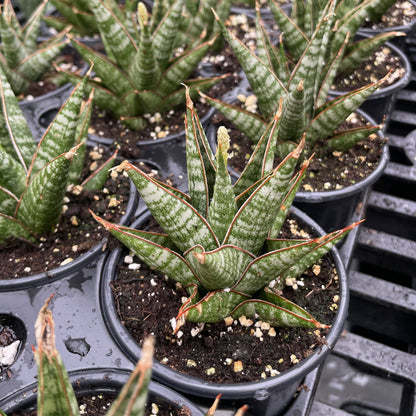 Table Mountain Snake Plant - 3.5" Live Plant
