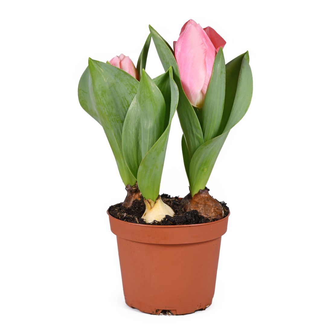 Spring Tulips - Blooming Live Plant - Assorted Colors