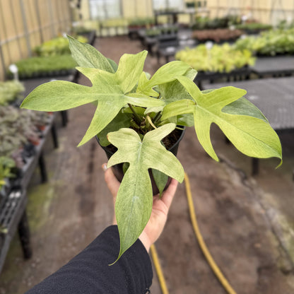 Florida Ghost Philodendron - 5.5" Live Plant - Rare Species