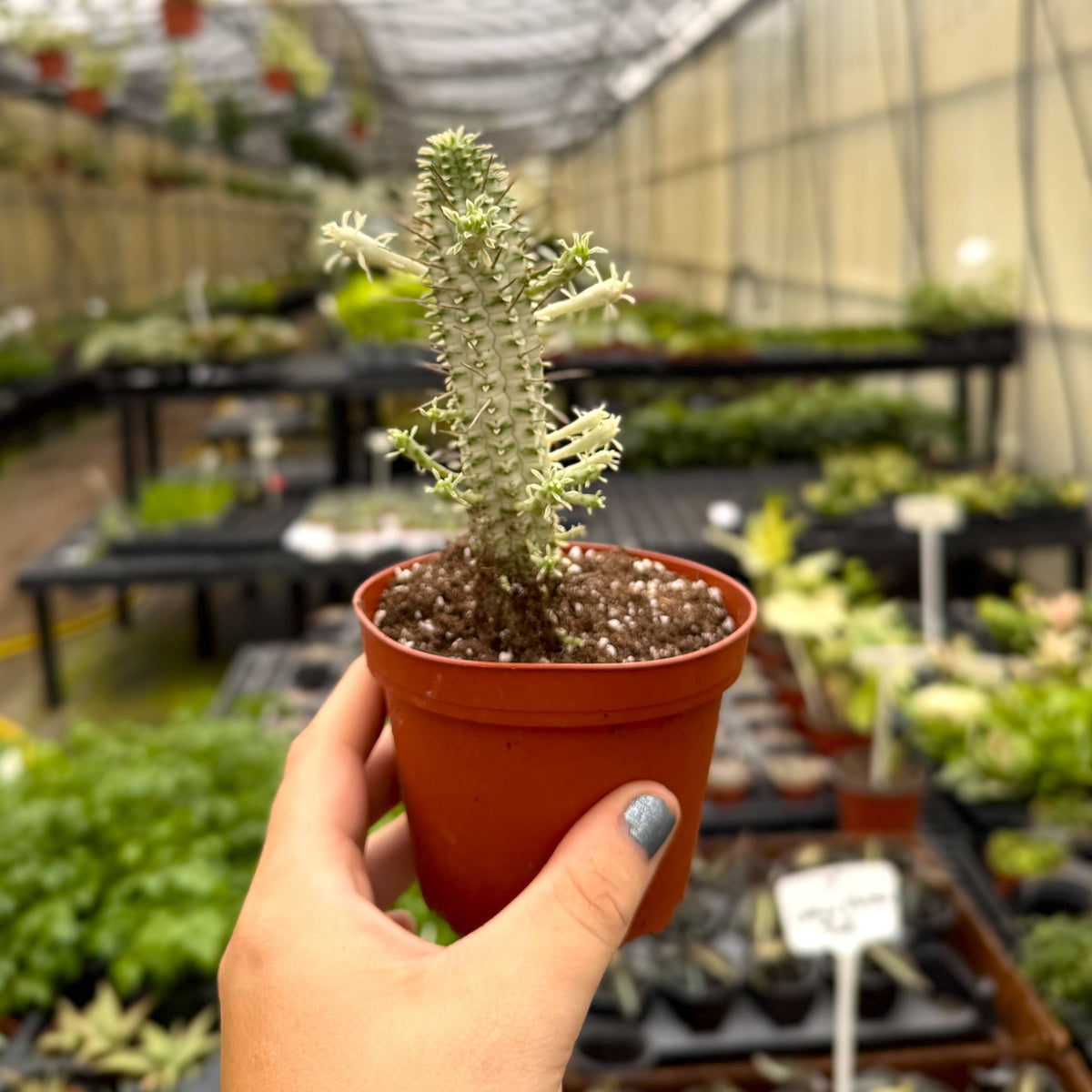 Variegated Corn Cob Succulent Cactus - 4" Live Plant
