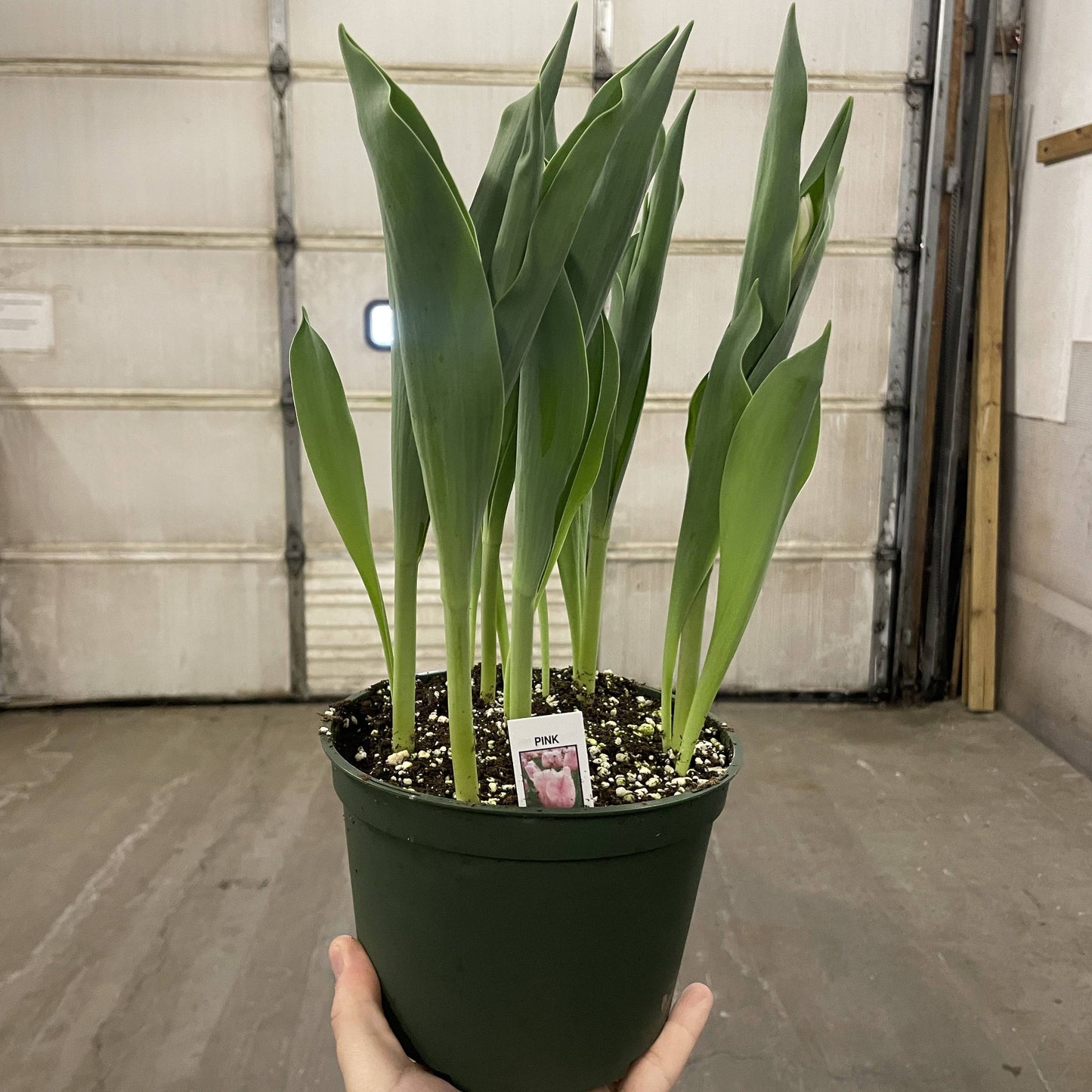 Spring Tulips - Blooming Live Plant - Assorted Colors