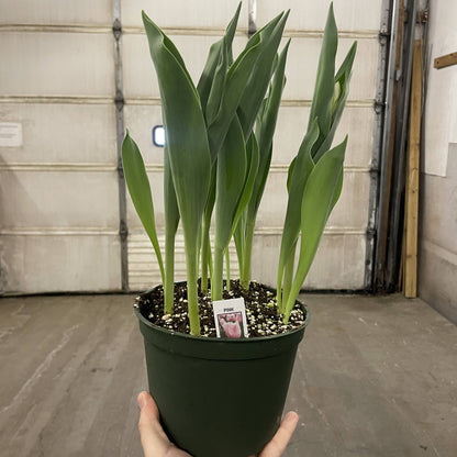 Spring Tulips - Blooming Live Plant - Assorted Colors