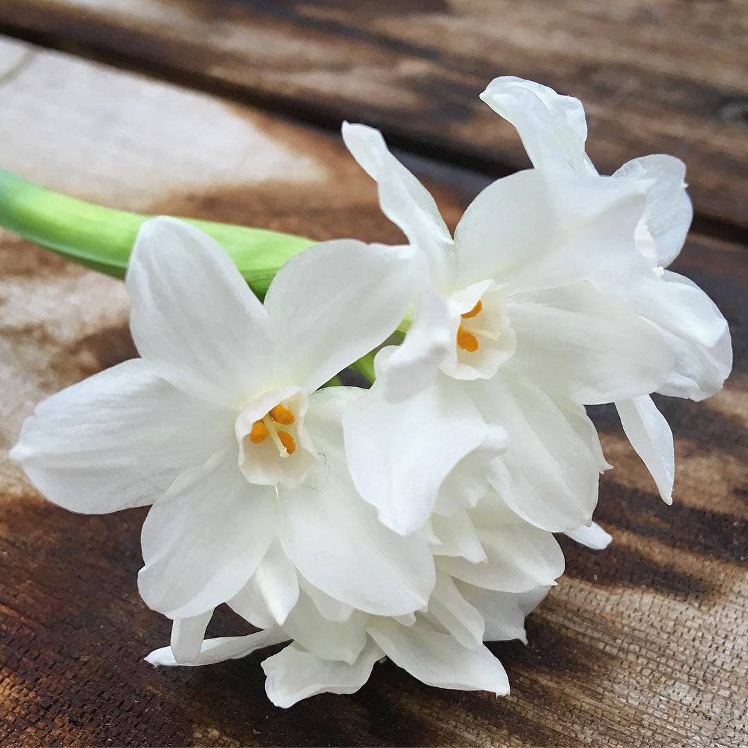 Paperwhites Winter Garden | Christmas gift | Best Seller