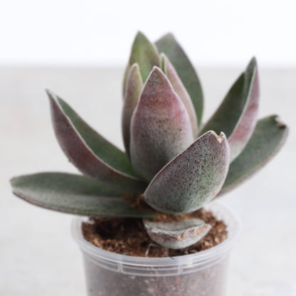 Garnet Lotus Crassula -  2" Live Plant