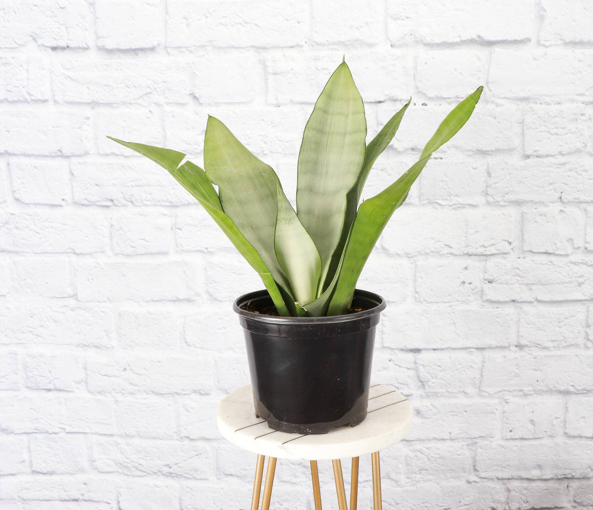 Moonshine Snake Plant - Live Plant
