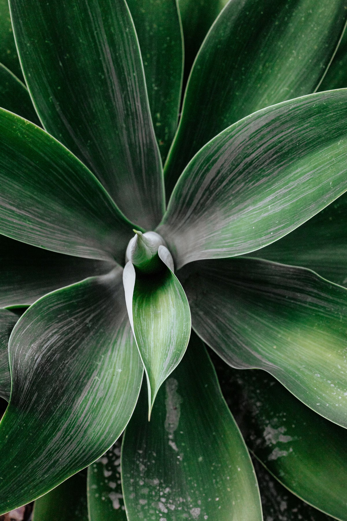 4in Plant Special